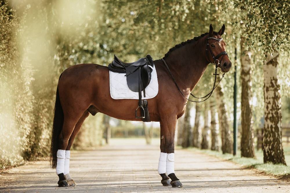 Spooks Dressage Pad Annber Preisnachlass