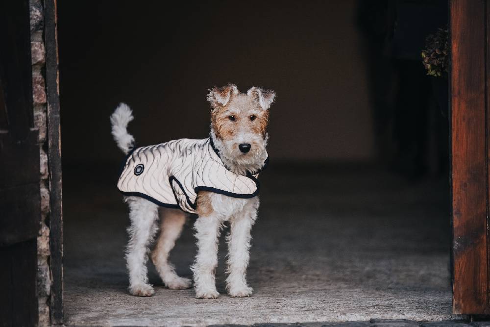 Spooks Dog Coat Reflective Black Friday
