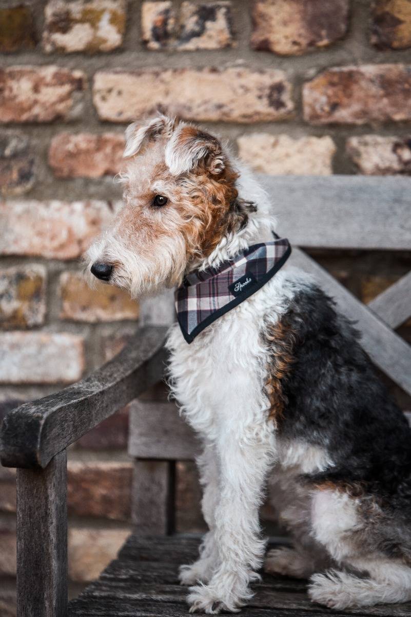 Spooks Dog Necker Chief Cyber Monday