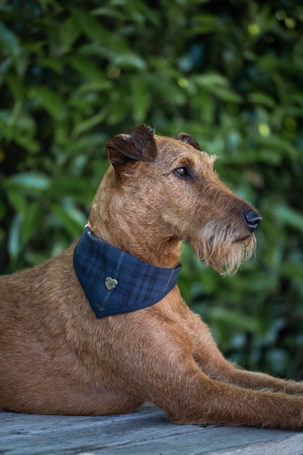 Spooks Dog Bandana Will Jubiläumsangebot
