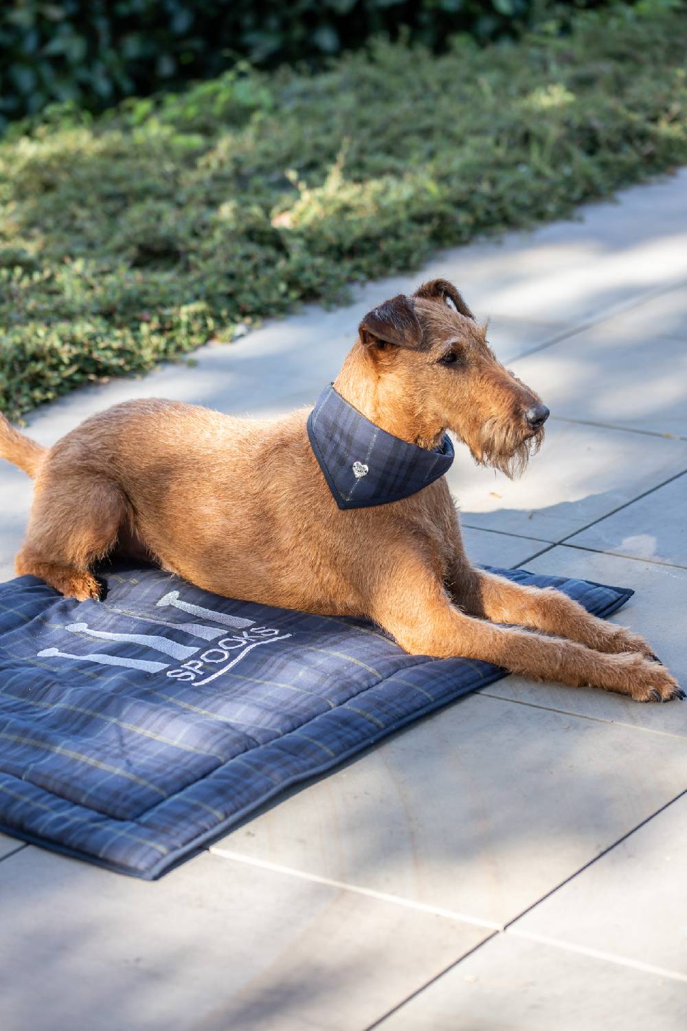 Spooks Dog Bandana Will Jubiläumsangebot