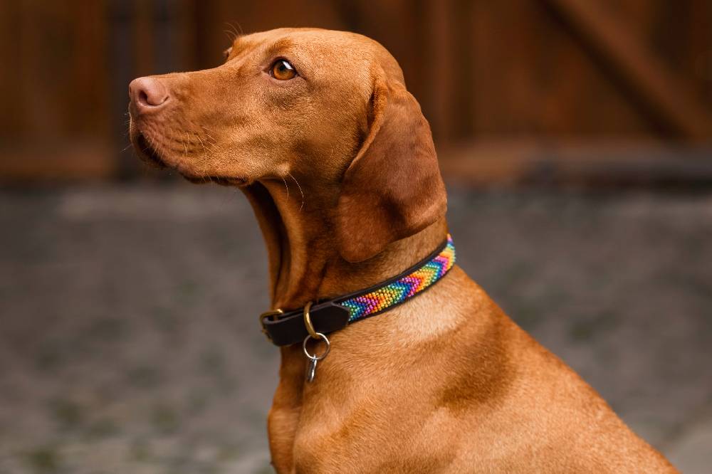 Spooks Hundehalsband Beads Heißer Verkauf