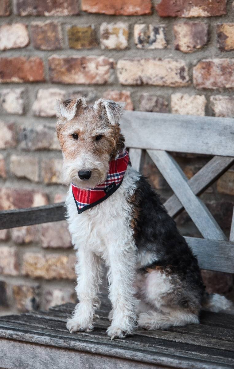 Spooks Dog Necker Chief Im Verkauf