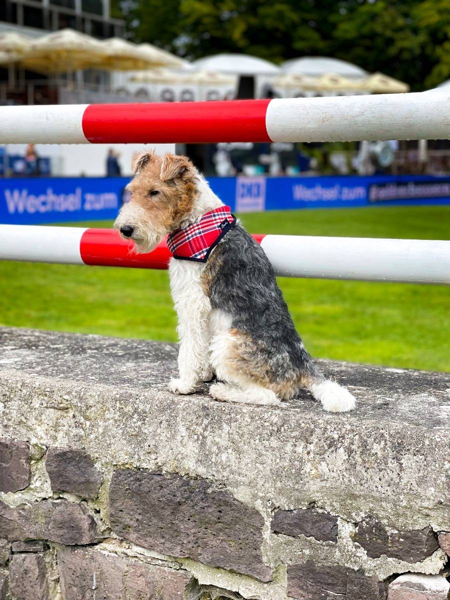 Spooks Dog Necker Chief Im Verkauf