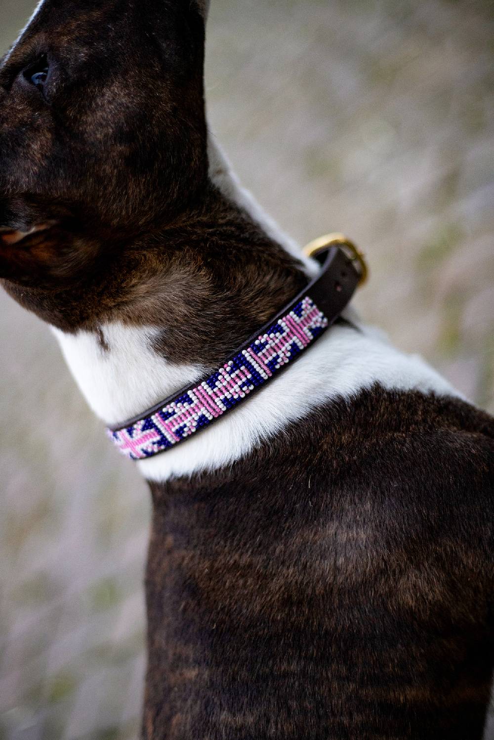 Spooks Hundehalsband Beads 50% Rabatt für begrenzte Zeit