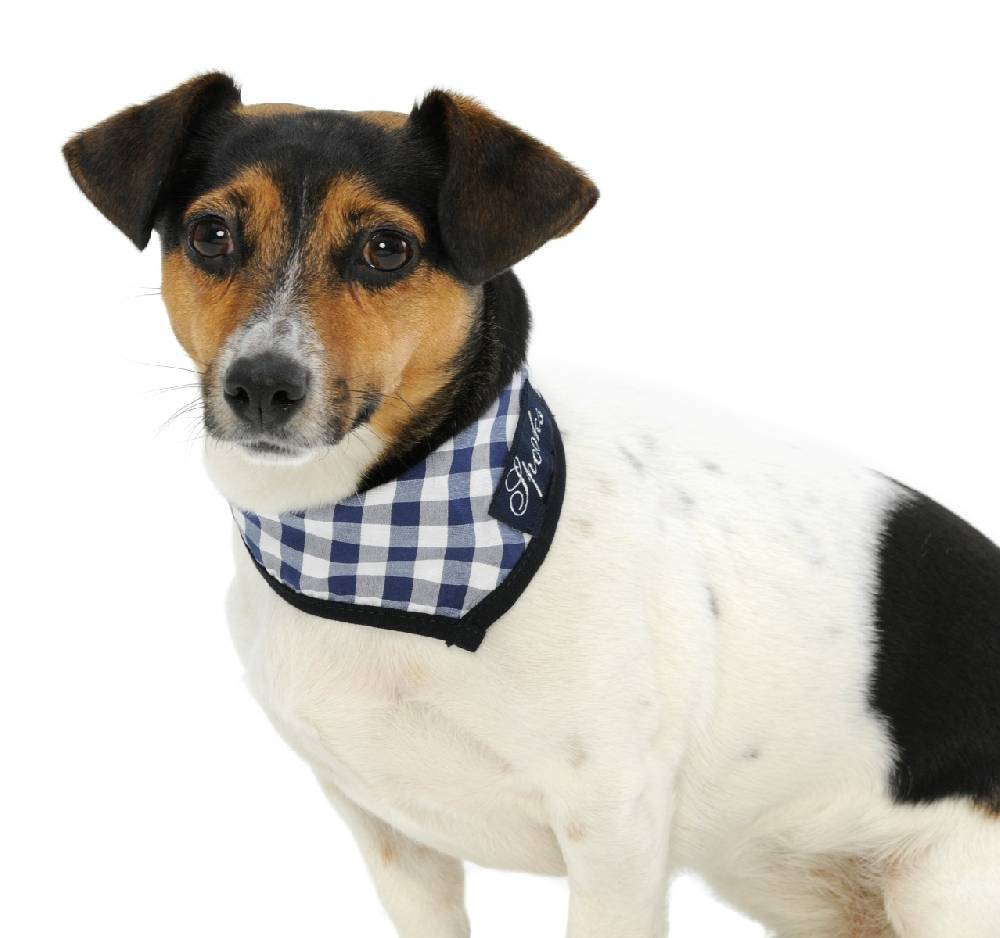 Spooks Dog Necker Chief Kostenloser Versand