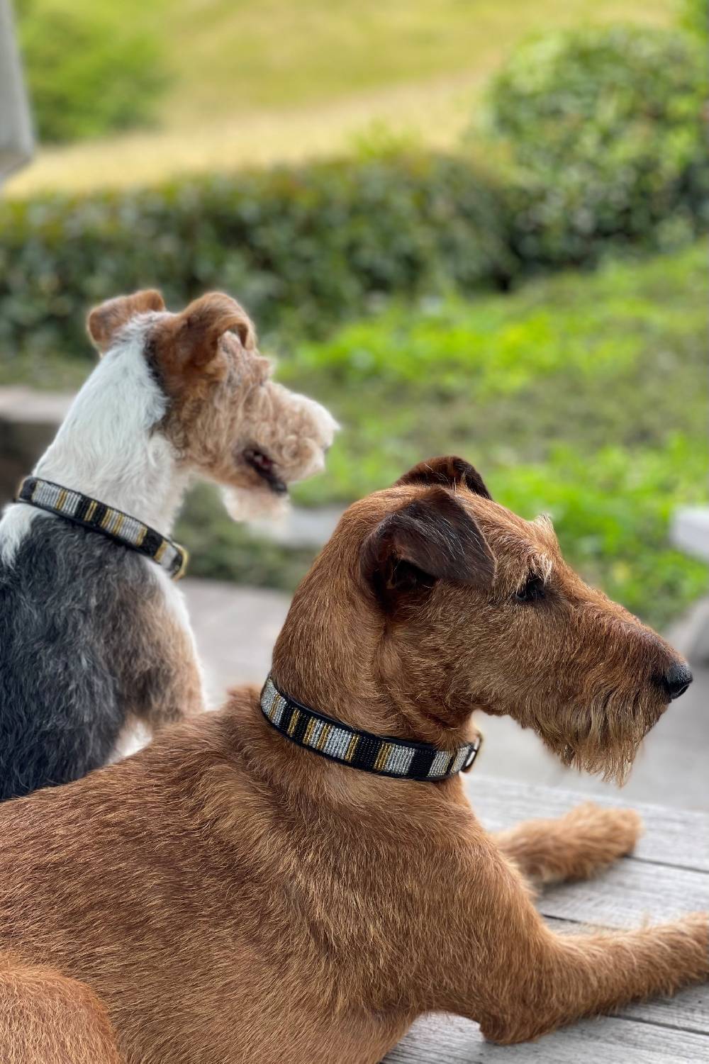 Spooks Hundehalsband Beads Limitierter Zeitrabatt