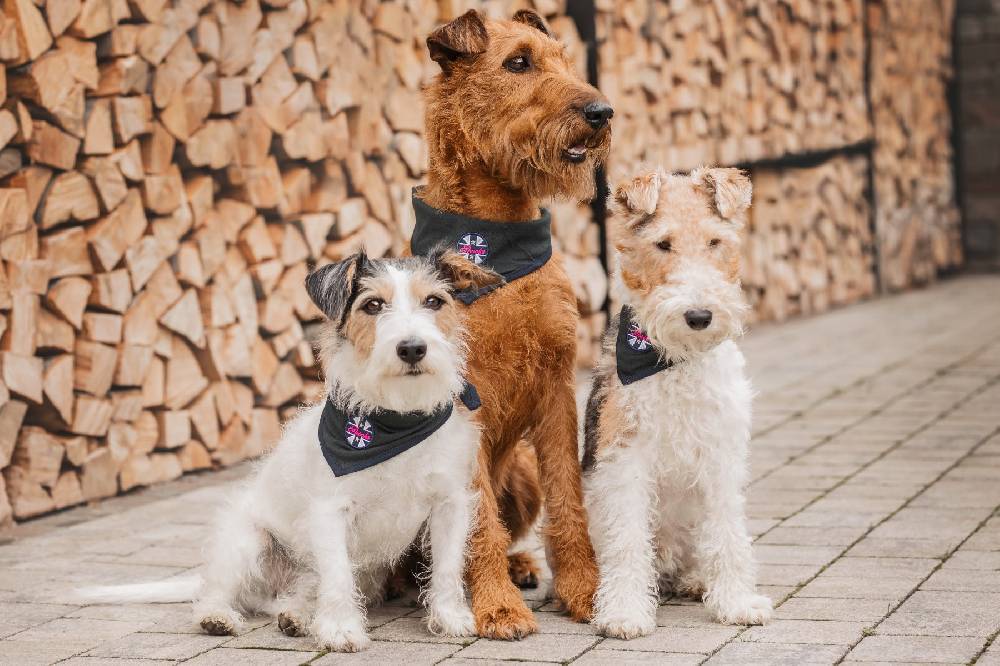 Spooks Dog Bandana Fabrikpreis