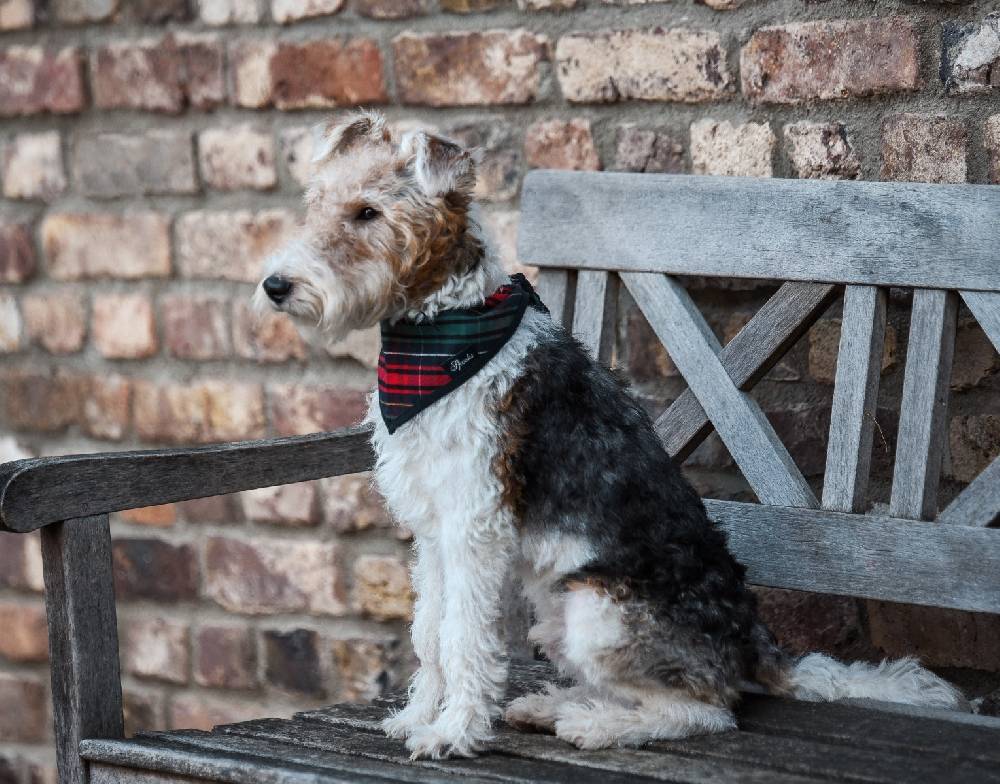 Spooks Dog Necker Chief Sonderangebot