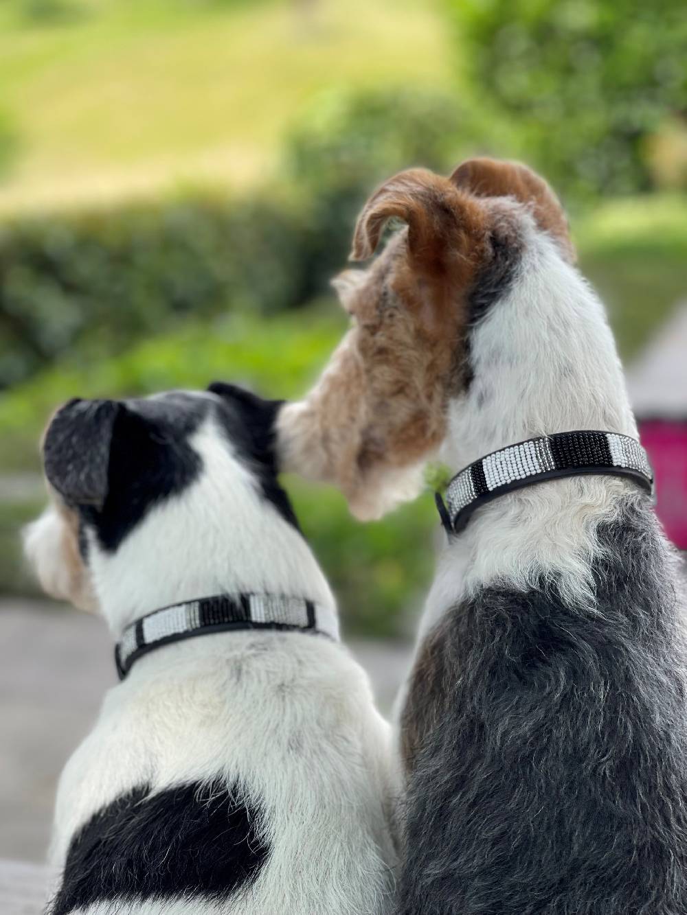 Spooks Hundehalsband Beads Flash Sale