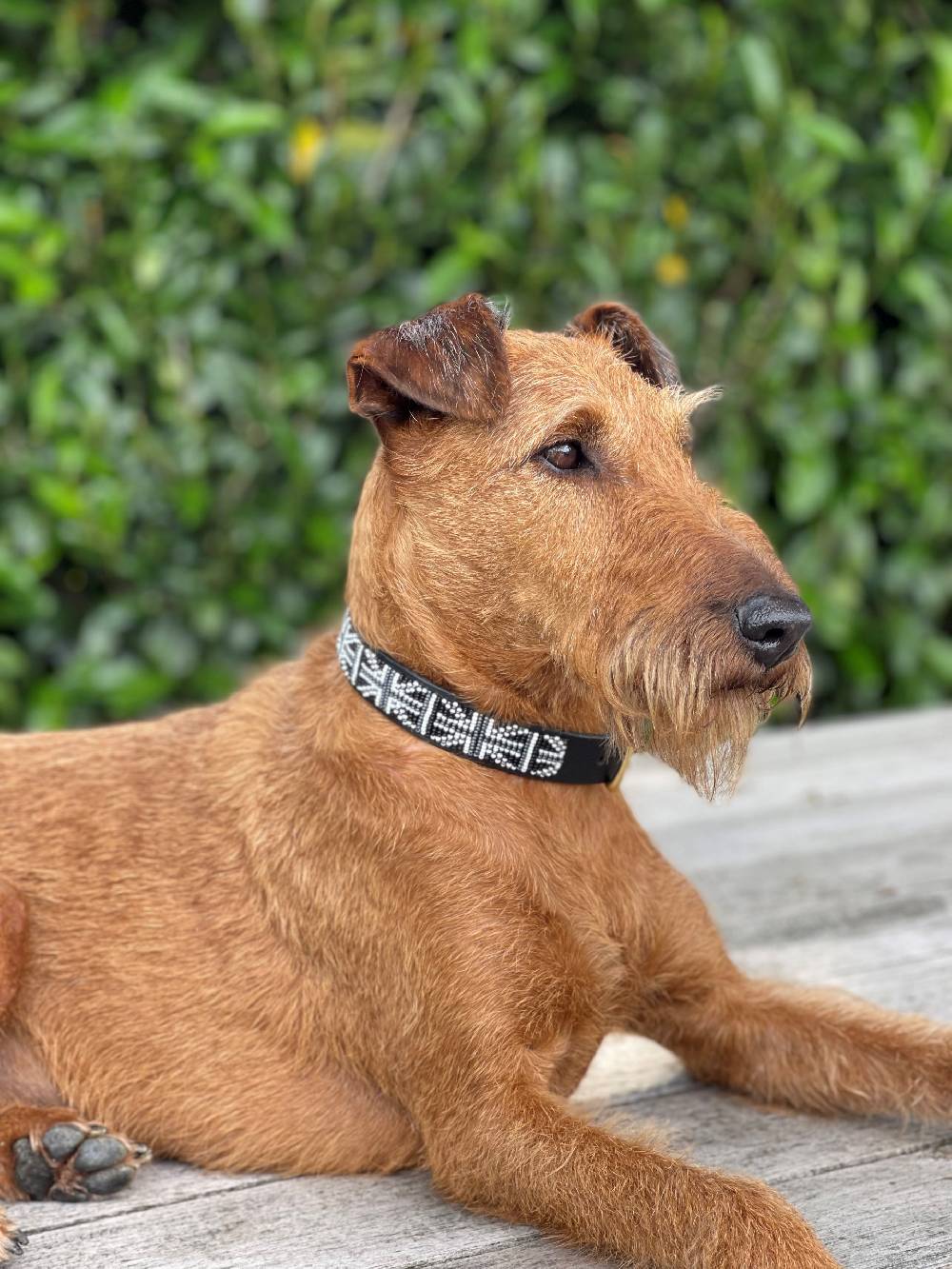 Spooks Hundehalsband Beads Exklusivangebot