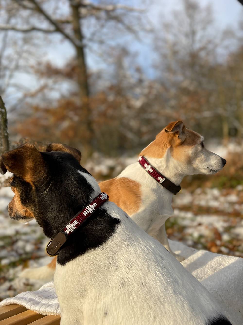 Spooks Dog Collar Beads Cyber Monday