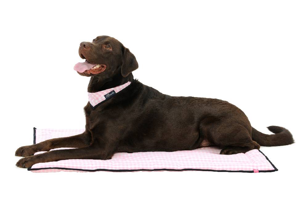 Spooks Dog Plaid 100 x 73 cm Exklusive Angebote