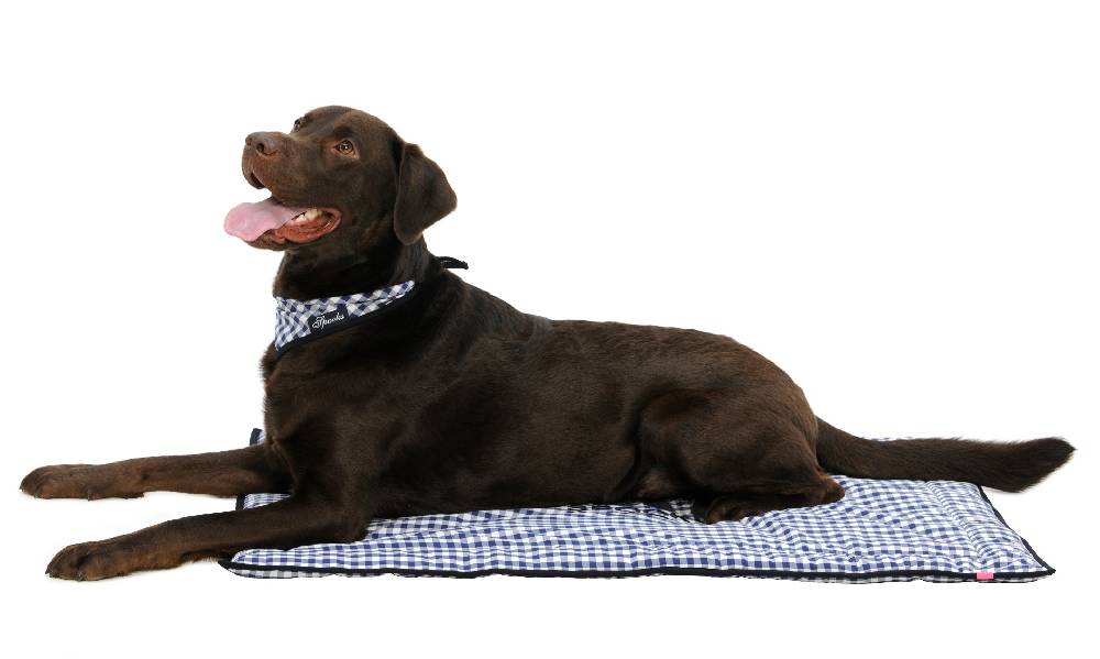 Spooks Dog Plaid 100 x 73 cm Blitzangebot