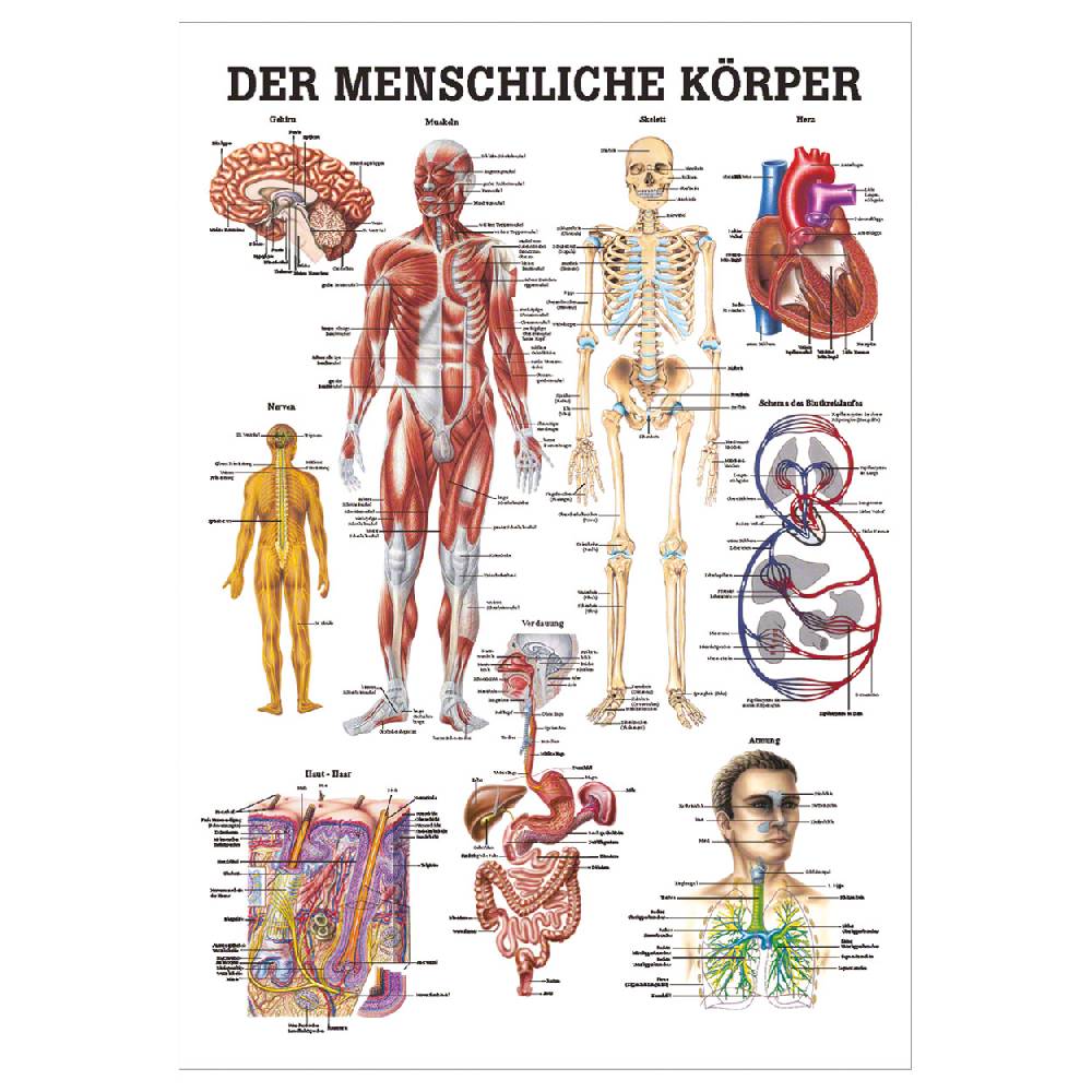Sport Tec Mini-Poster "Der menschliche Körper", LxB 34x24 cm