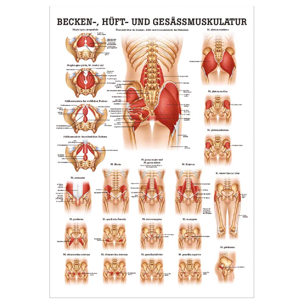 Sport Tec Mini-Poster "Gesäss, Hüfte u. Beckenmuskulatur", LxB 34x24 cm