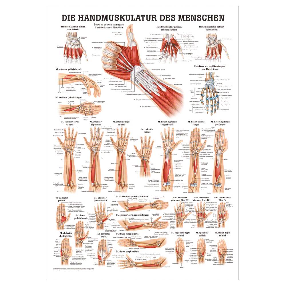 Sport Tec Mini-Poster "Handmuskulatur", LxB 34x24 cm Vatertagsangebot
