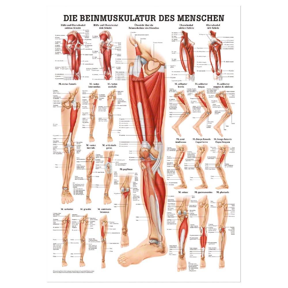 Sport Tec Mini-Poster "Die Beinmuskulatur", LxB 34x24 cm Valentinstagsangebot