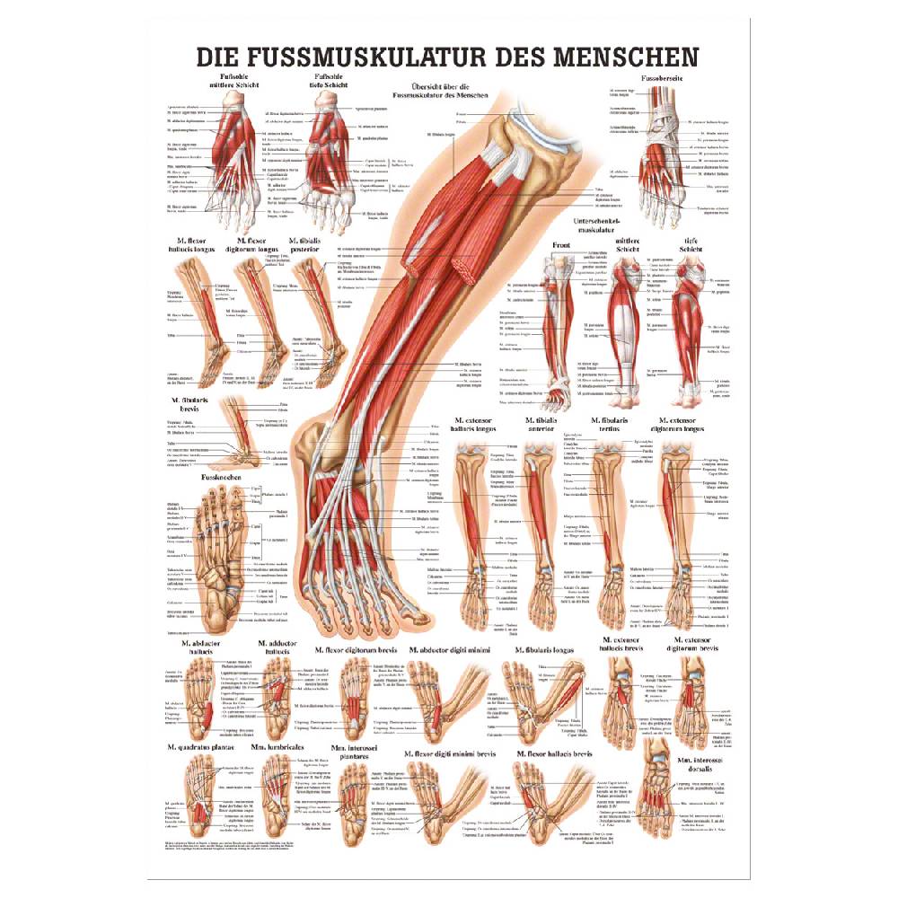 Sport Tec Mini-Poster "Die Fußmuskulatur", LxB 34x24 cm