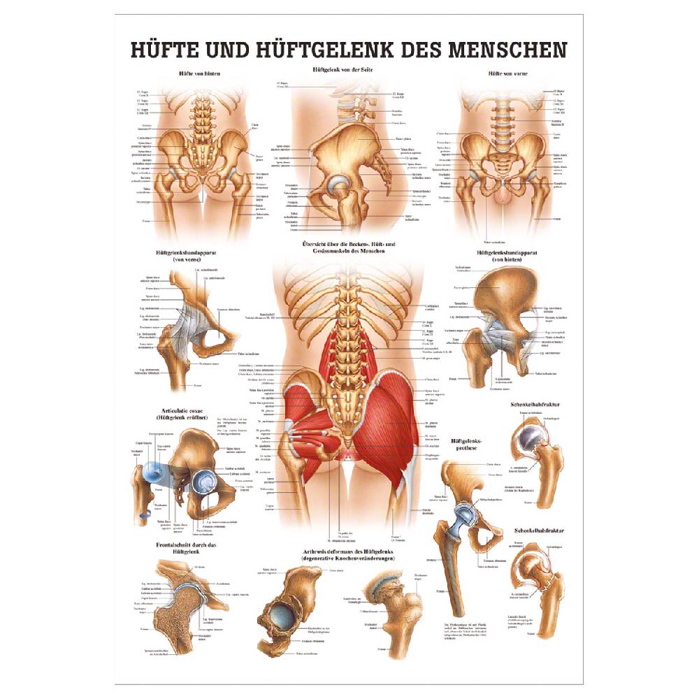 Sport Tec Mini-Poster "Hüfte u. Hüftgelenk", LxB 34x24 cm