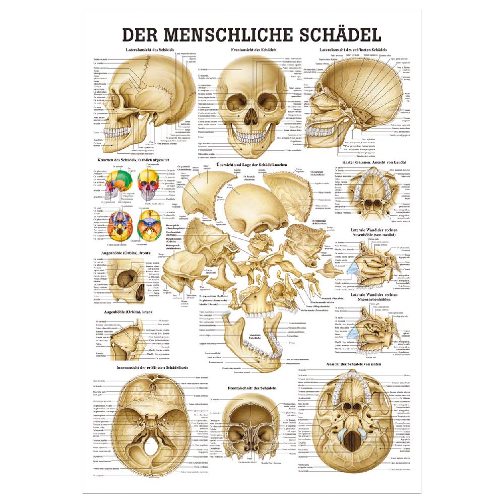 Sport Tec Mini-Poster "Schädel und Schädelknochen", LxB 34x24 cm