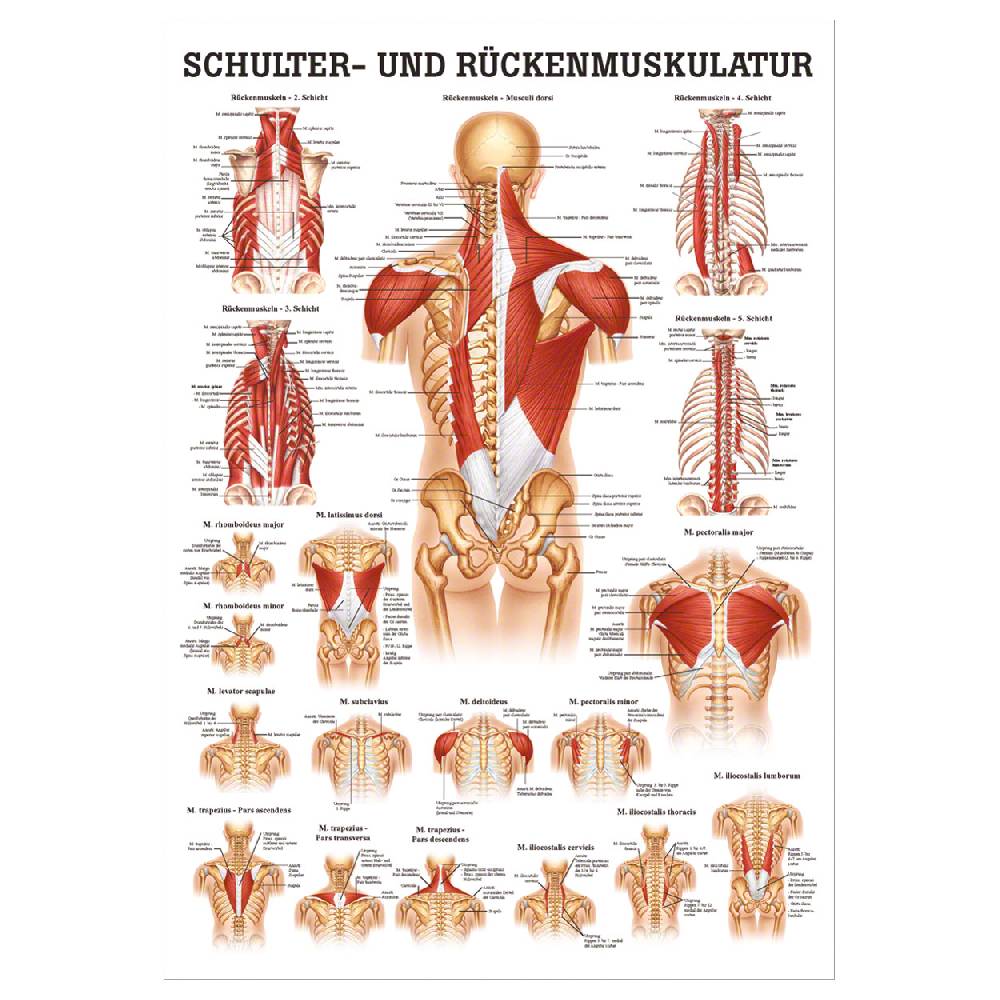 Sport Tec Mini-Poster "Schulter- u. Rückenmuskulatur", LxB 34x24 cm Zeitlich begrenztes Angebot