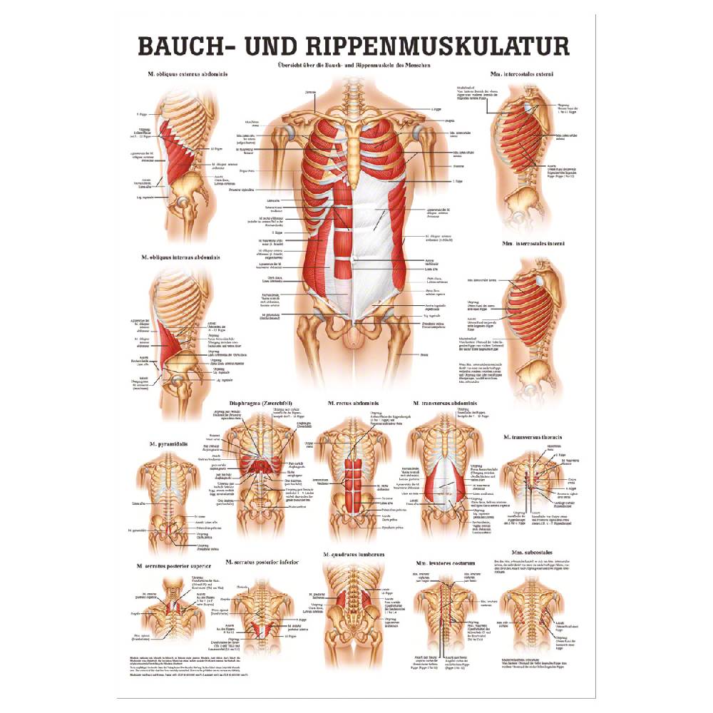 Sport Tec Mini-Poster "Bauch- u. Rippenmuskulatur", LxB 34x24 cm Exklusive Angebote
