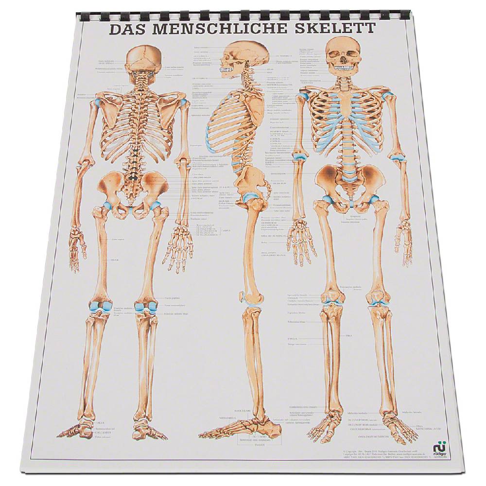 Sport Tec Mini-Poster Set, 20 Stück Blitzangebot