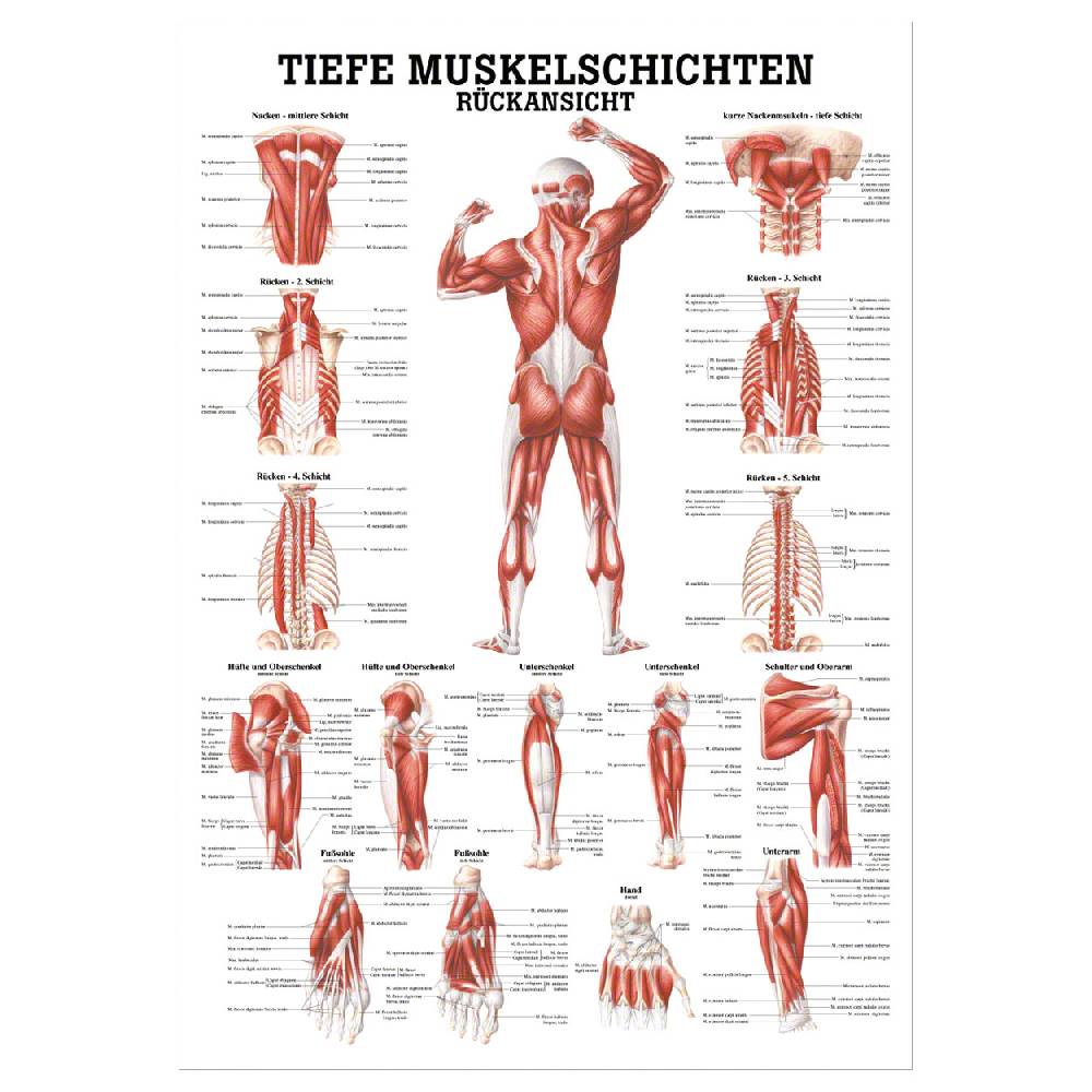 Sport Tec Mini-Poster "Tiefe Muskelschichten-Rücken", LxB 34x24 cm