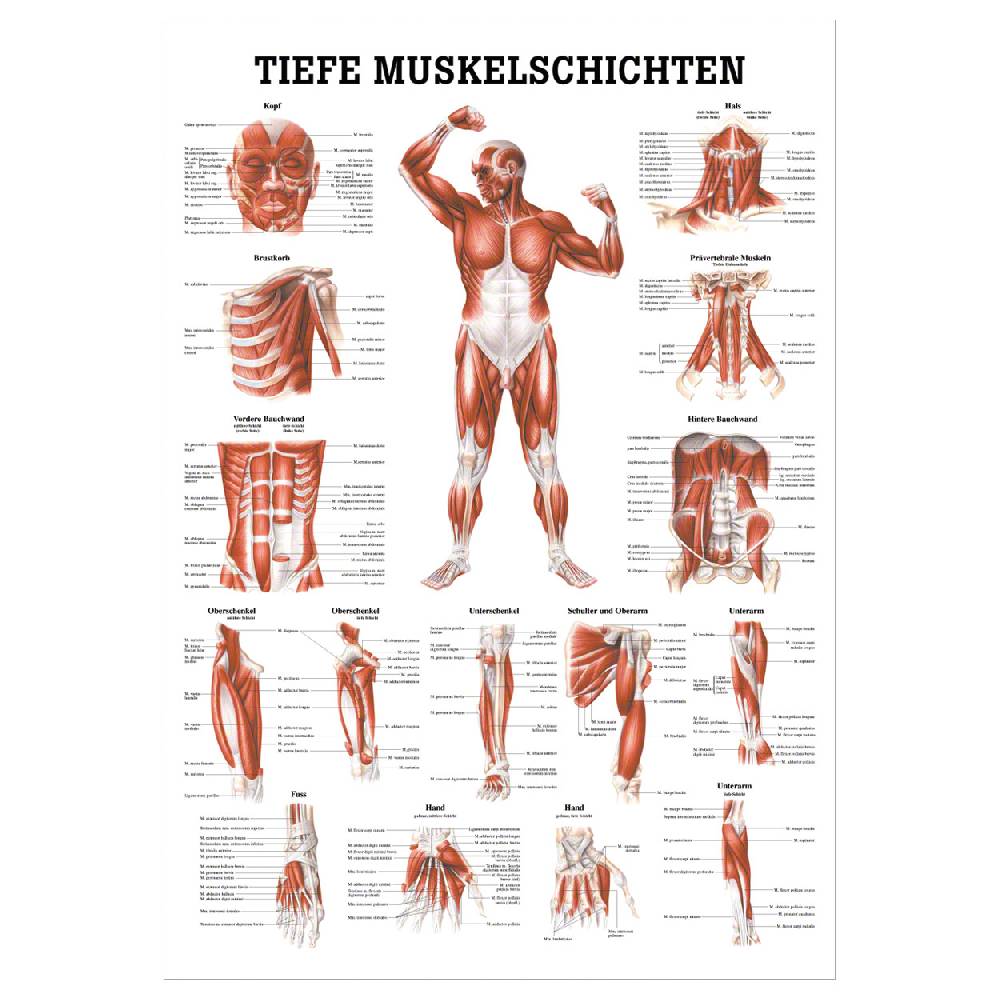 Sport Tec Mini-Poster "Tiefe Muskelschichten-Brust", LxB 34x24 cm
