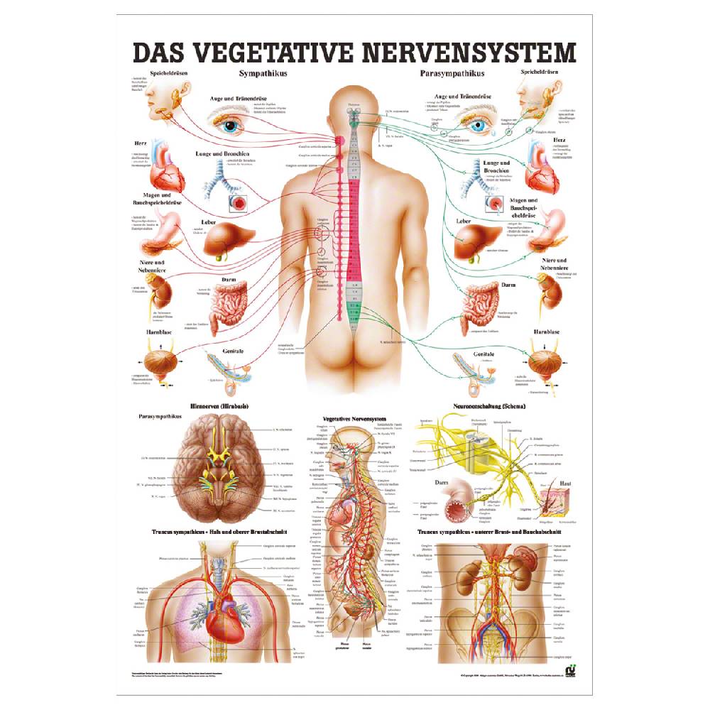 Sport Tec Mini-Poster "Vegetatives Nervensystem", LxB 34x24 cm