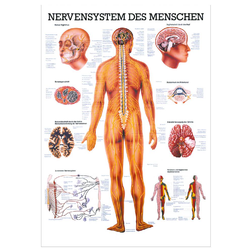 Sport Tec Mini-Poster "Nervensystem", LxB 34x24 cm