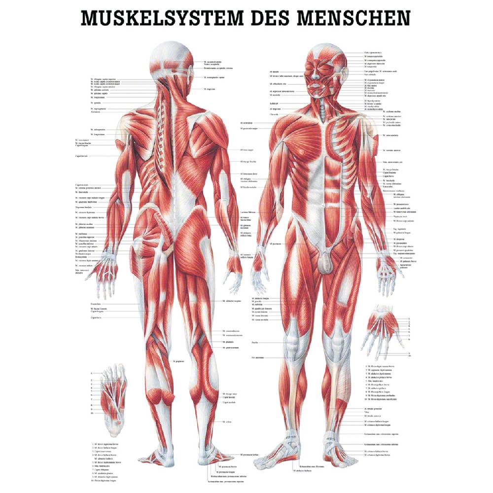 Sport Tec Mini-Poster "Menschliches Muskelsystem", LxB 34x24 cm Riesige Ersparnisse