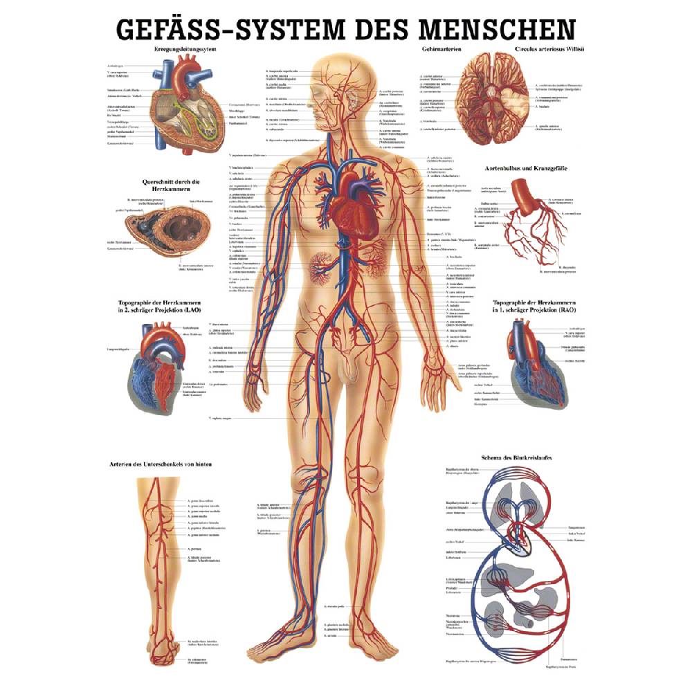 Sport Tec Mini-Poster "Gefäßsystem", LxB 34x24 cm