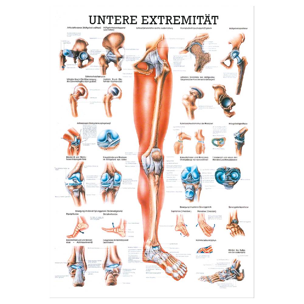 Sport Tec Mini-Poster "Untere Extremität", LxB 34x24 cm