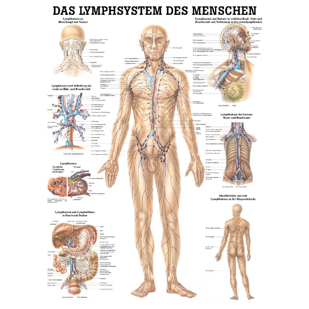 Sport Tec Mini-Poster "Lymphsystem", LxB 34x24 cm