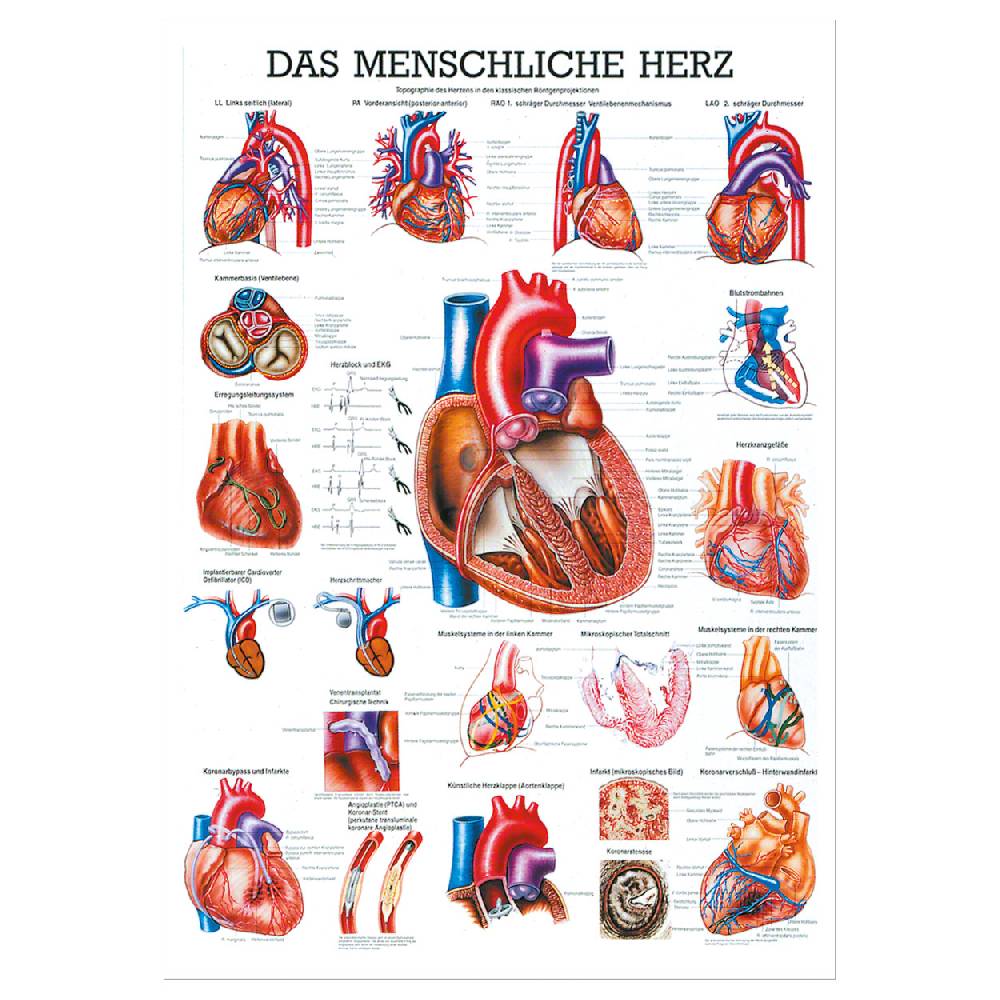 Sport Tec Mini-Poster "Das Herz", LxB 34x24 cm
