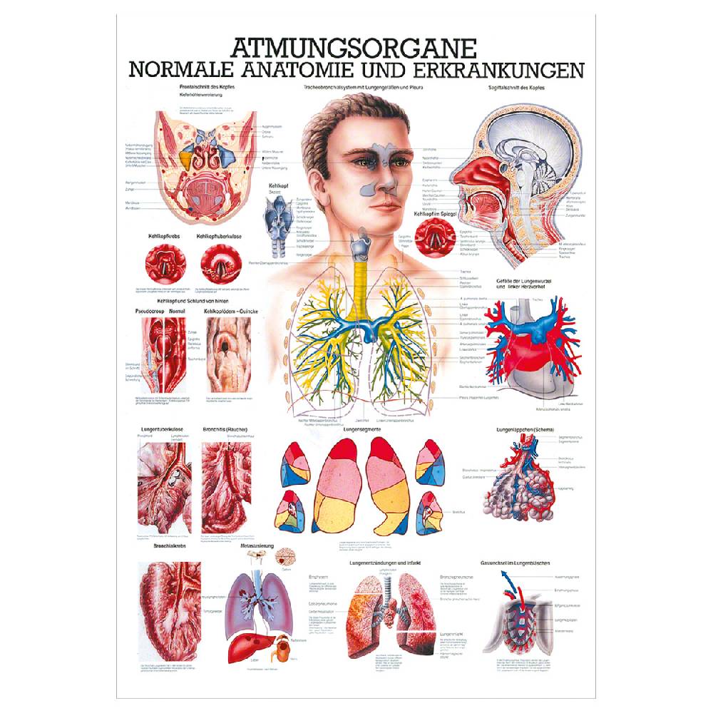 Sport Tec Mini-Poster "Atmungsorgane", LxB 34x24 cm