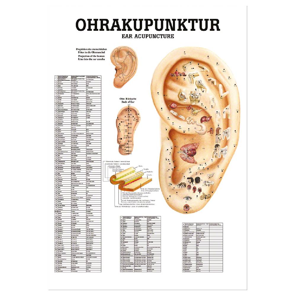 Sport Tec Mini-Poster "Ohrakupunktur", LxB 34x24 cm Bis zu 65% Rabatt