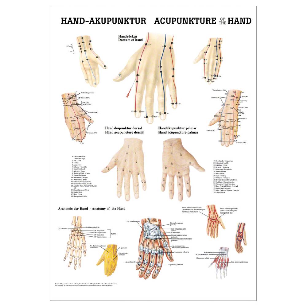 Sport Tec Mini-Poster "Hand-Akupunktur", LxB 34x24 cm