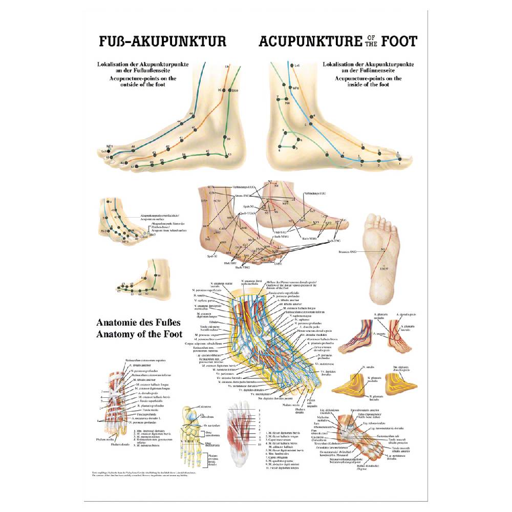 Sport Tec Mini-Poster "Fuß-Akupunktur", LxB 34x24 cm Discount Store für neue Produkte