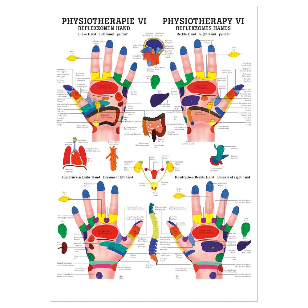 Sport Tec Mini-Poster "Reflexzonen Hand", LxB 34x24 cm 50% Rabatt mit kostenlosem Versand