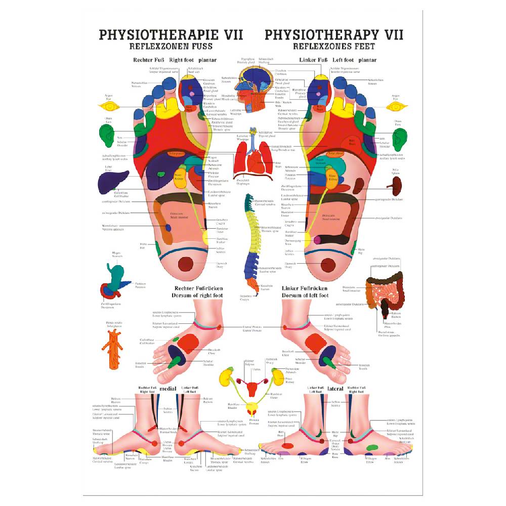 Sport Tec Mini-Poster "Reflexzonen Fuss", LxB 34x24 cm Clearance-Verkauf