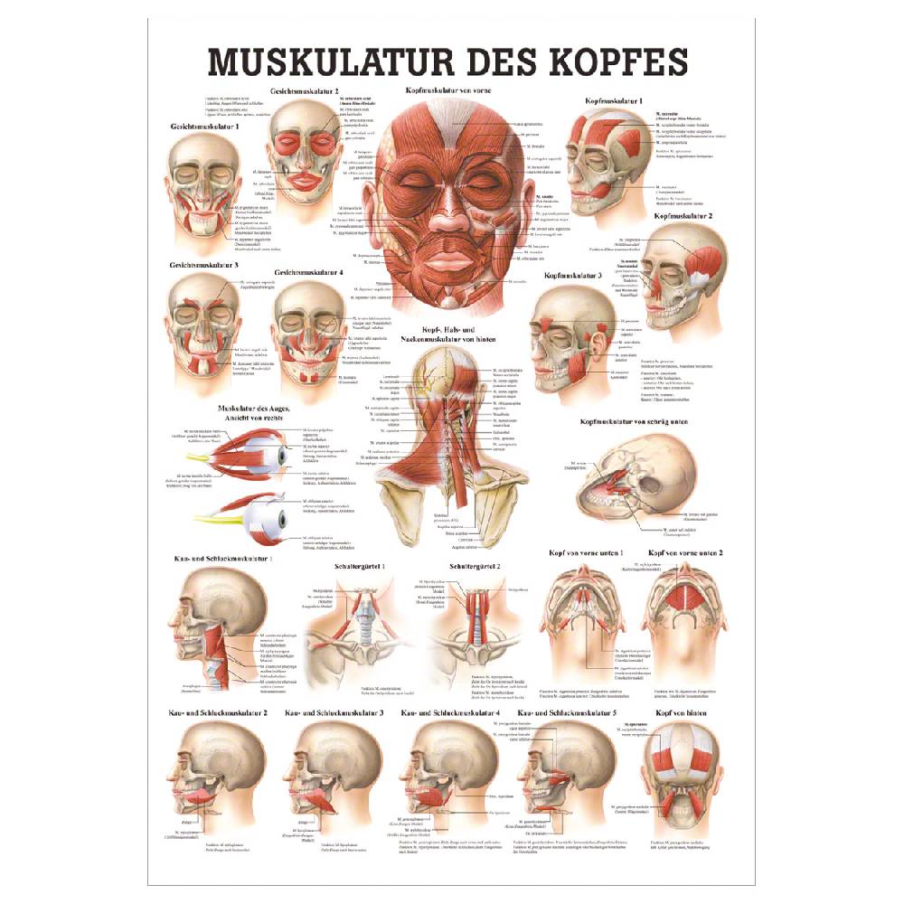 Sport Tec Mini-Poster "Muskulatur des Kopfes", LxB 34x24 cm