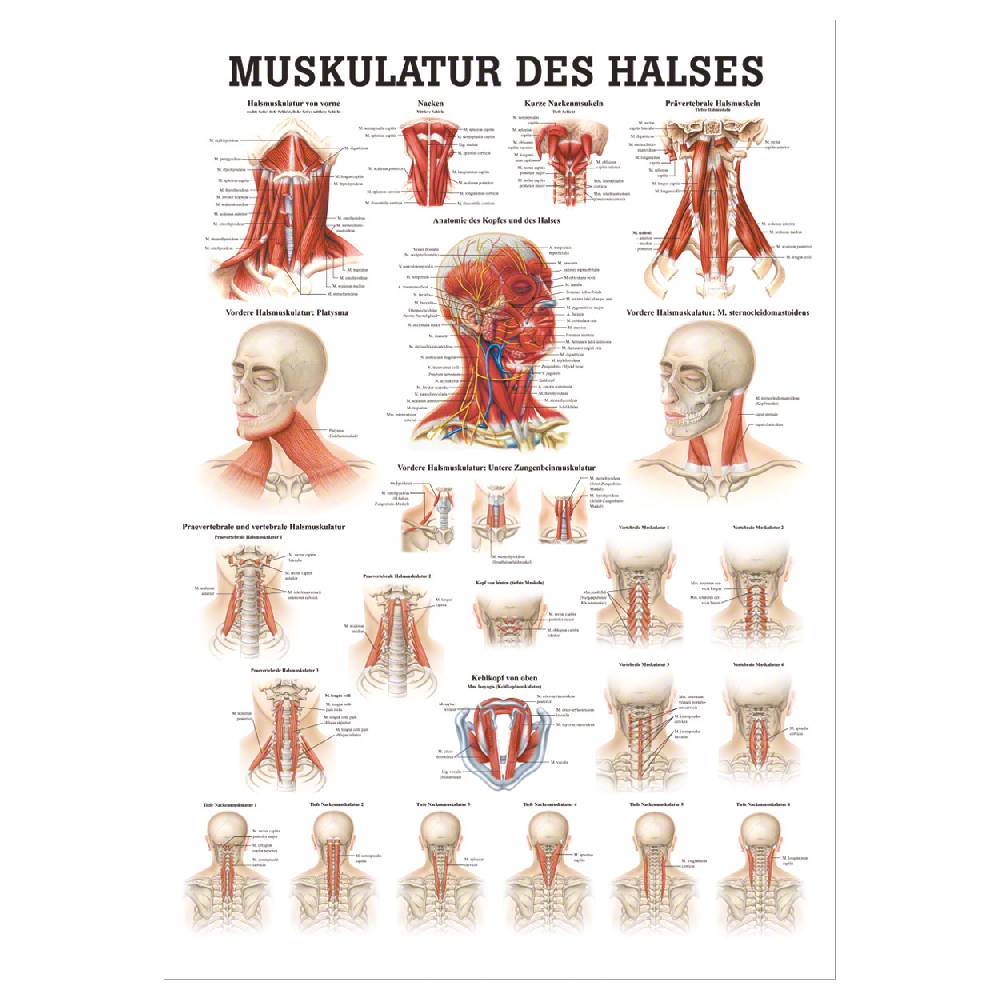 Sport Tec Mini-Poster "Muskulatur des Halses", LxB 34x24 cm