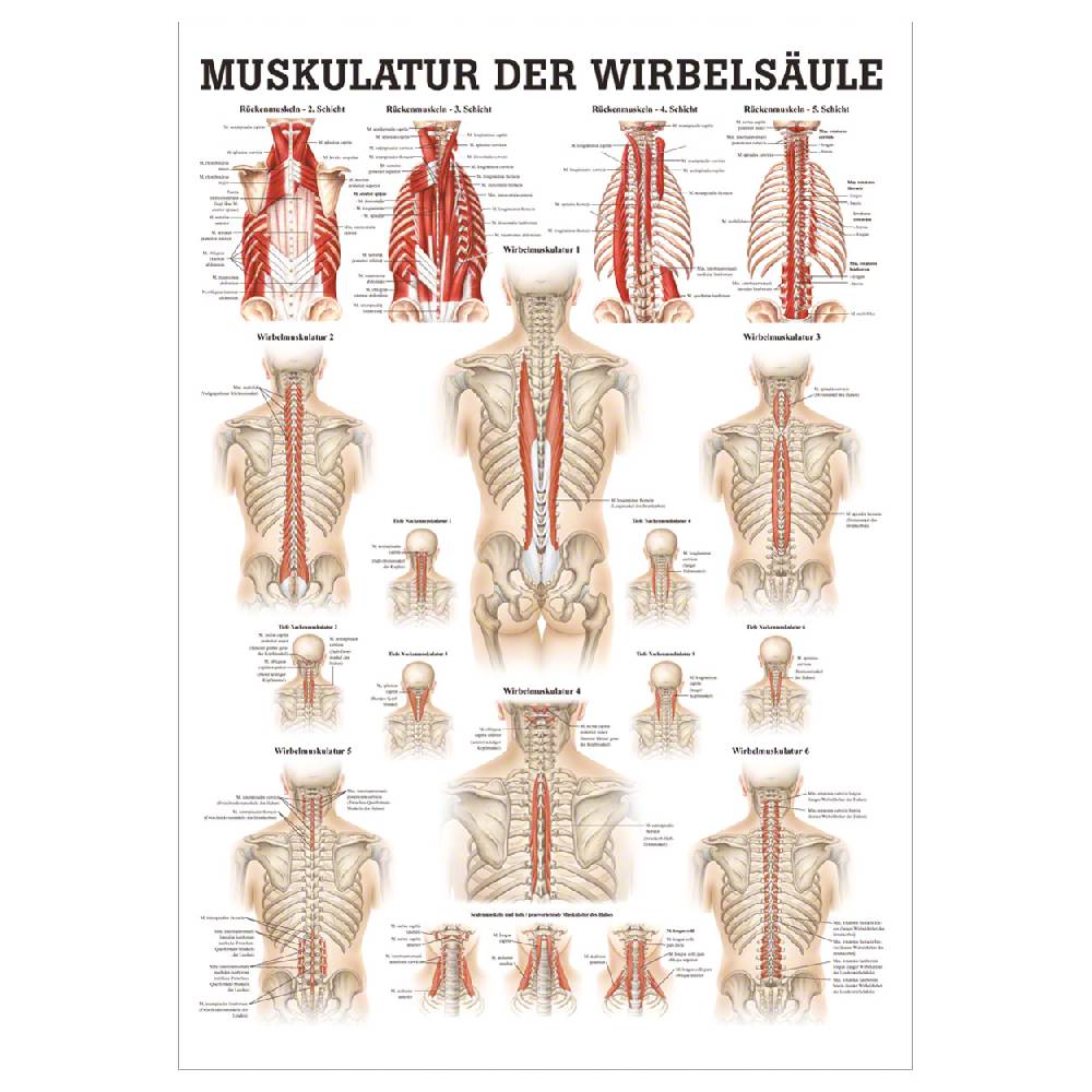 Sport Tec Mini-Poster "Muskulatur der Wirbelsäule", LxB 34x24 cm