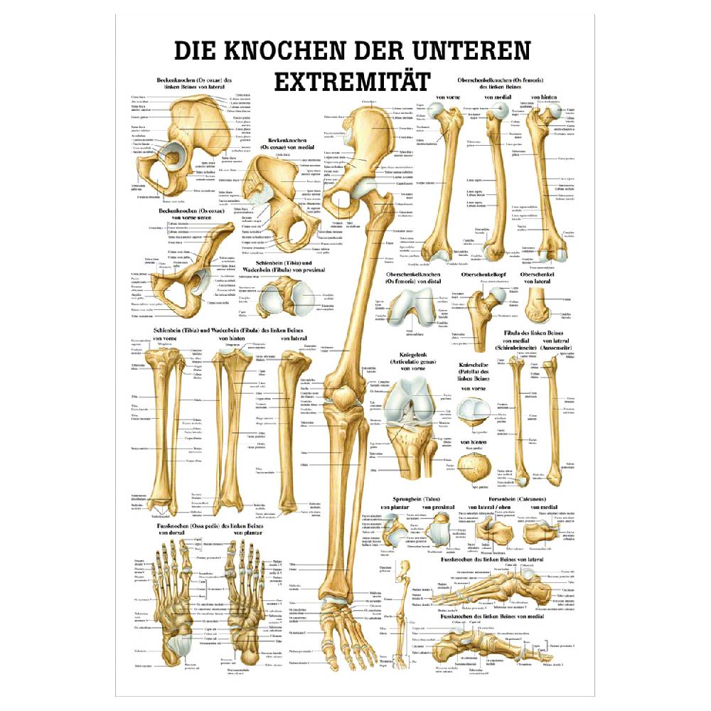 Sport Tec Mini-Poster "Die Knochen der unteren Extremität", LxB 34x24 cm Black Friday Preise