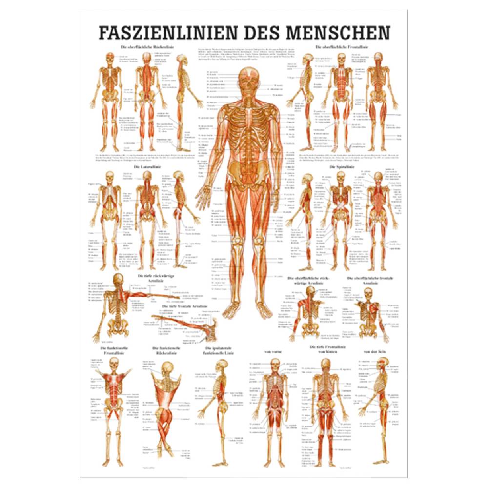 Sport Tec Mini-Poster "Faszien des Menschen", LxB 34x24 cm