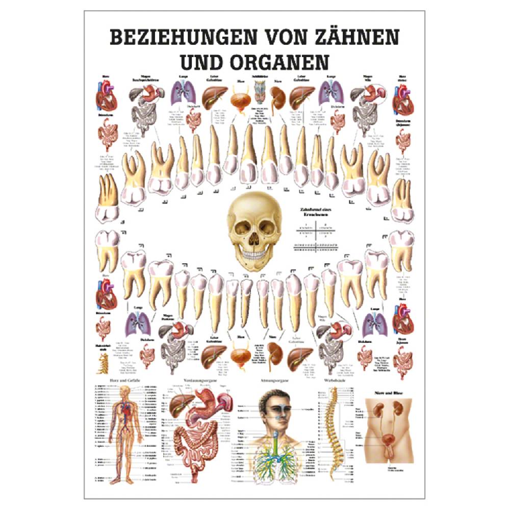 Sport Tec Mini-Poster "Beziehungen von Zähnen und Organen", LxB 34x24 cm
