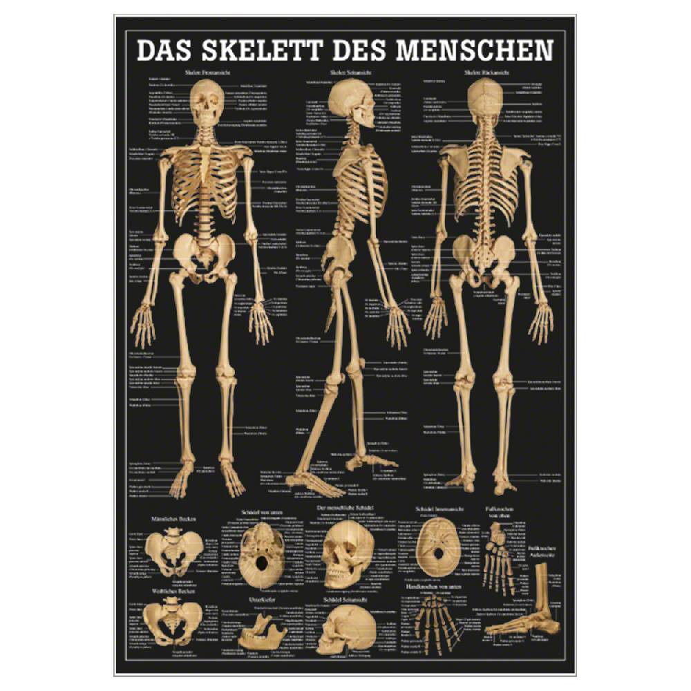 Sport Tec Mini-Poster "Das Skelett des Menschen", LxB 34x24 cm Hotsell